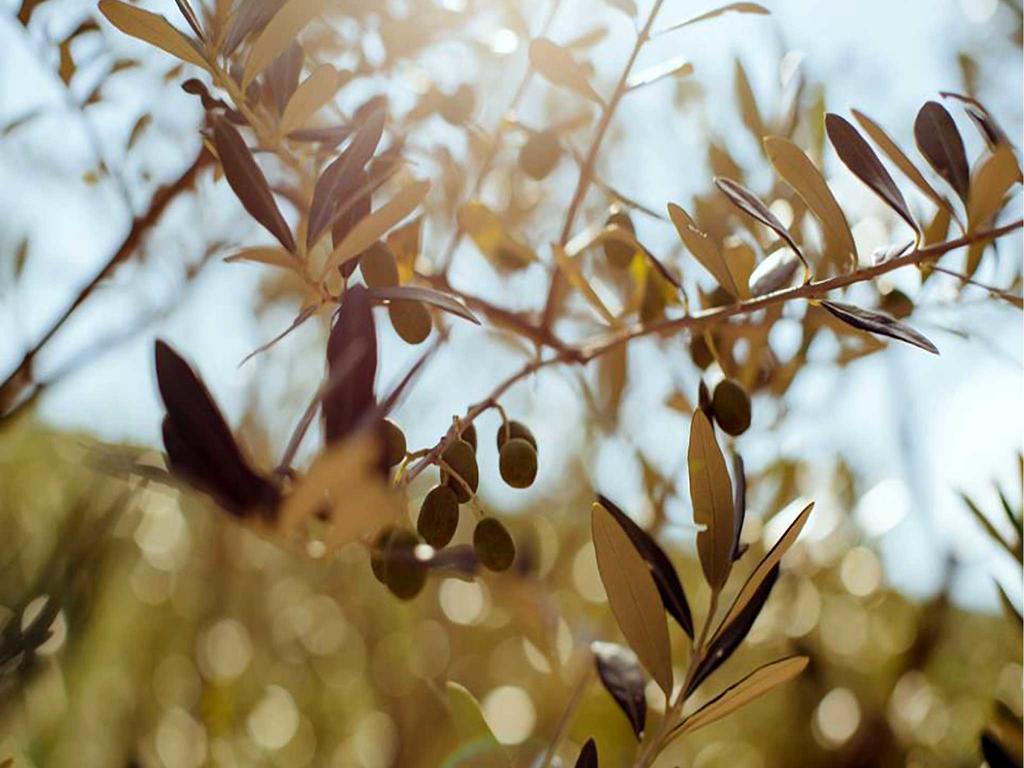 Locanda San Martino A Bocena Κορτόνα Εξωτερικό φωτογραφία