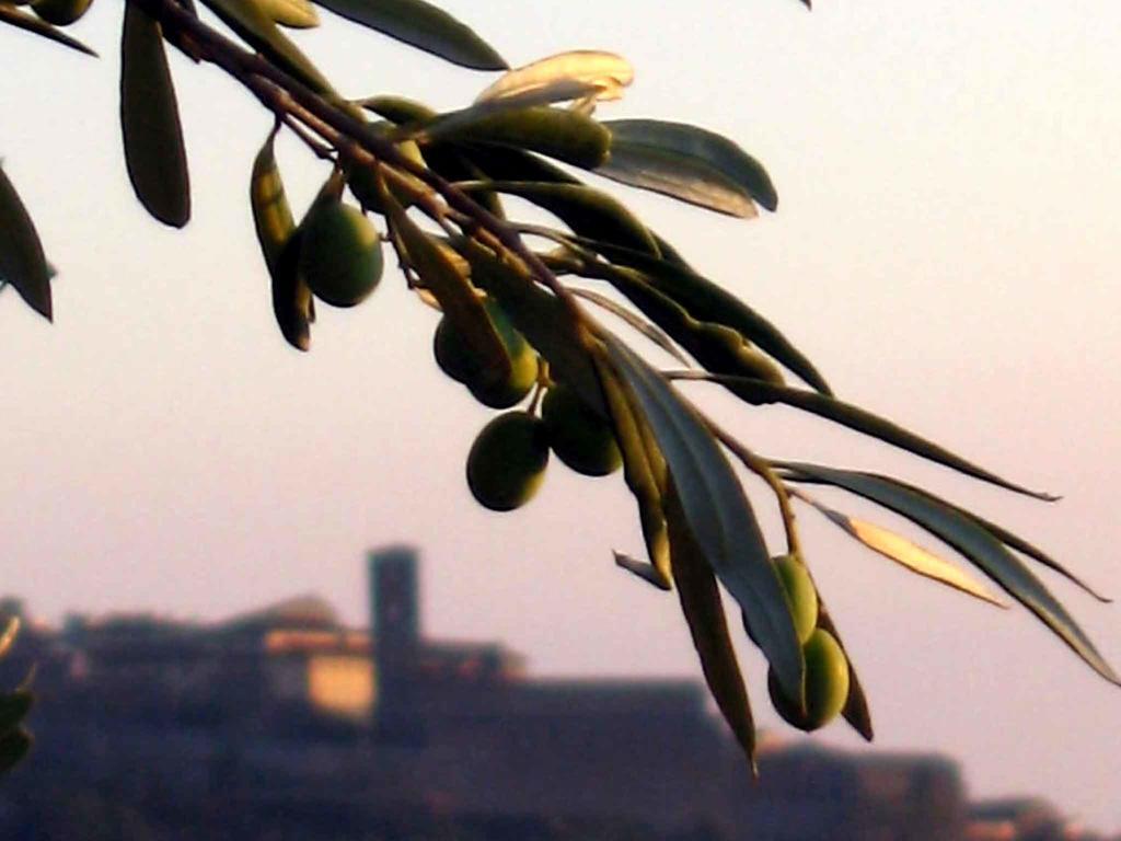 Locanda San Martino A Bocena Κορτόνα Εξωτερικό φωτογραφία